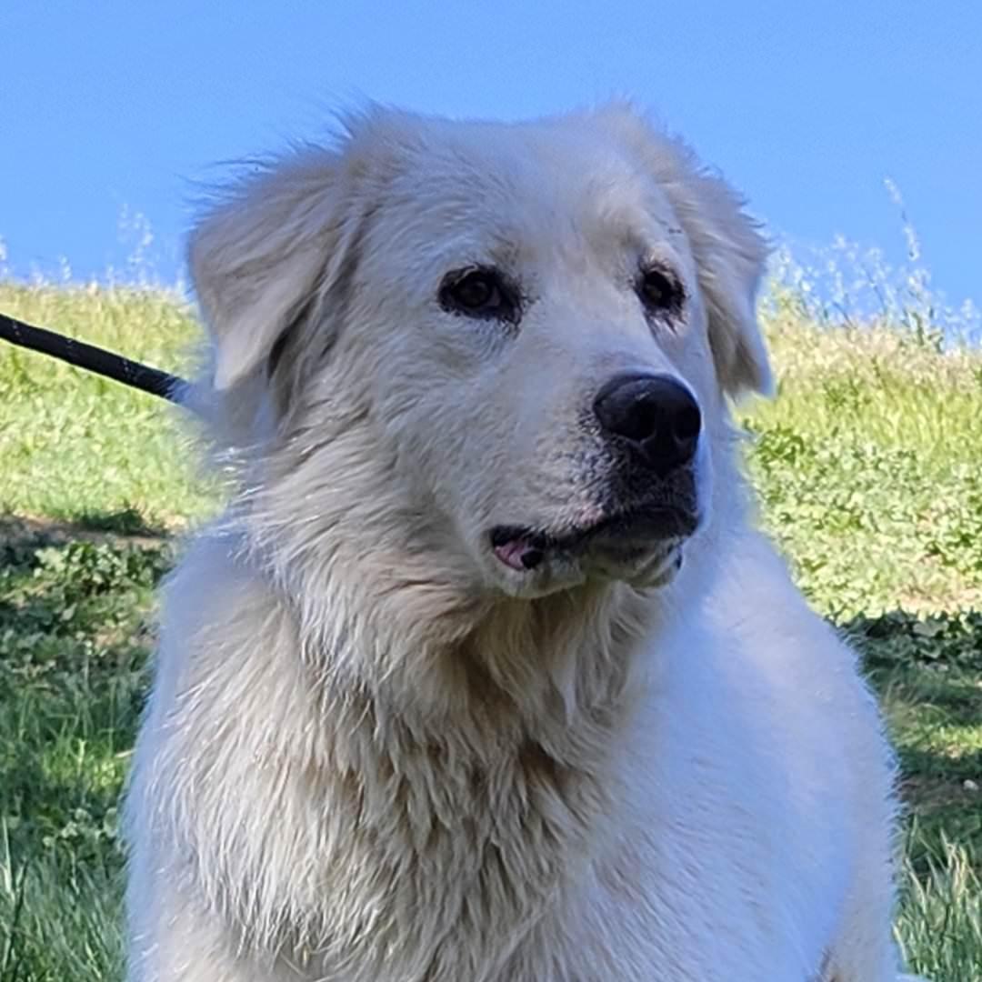 Magnolia, ADOPTABLE, Adult Female Great Pyrenees.