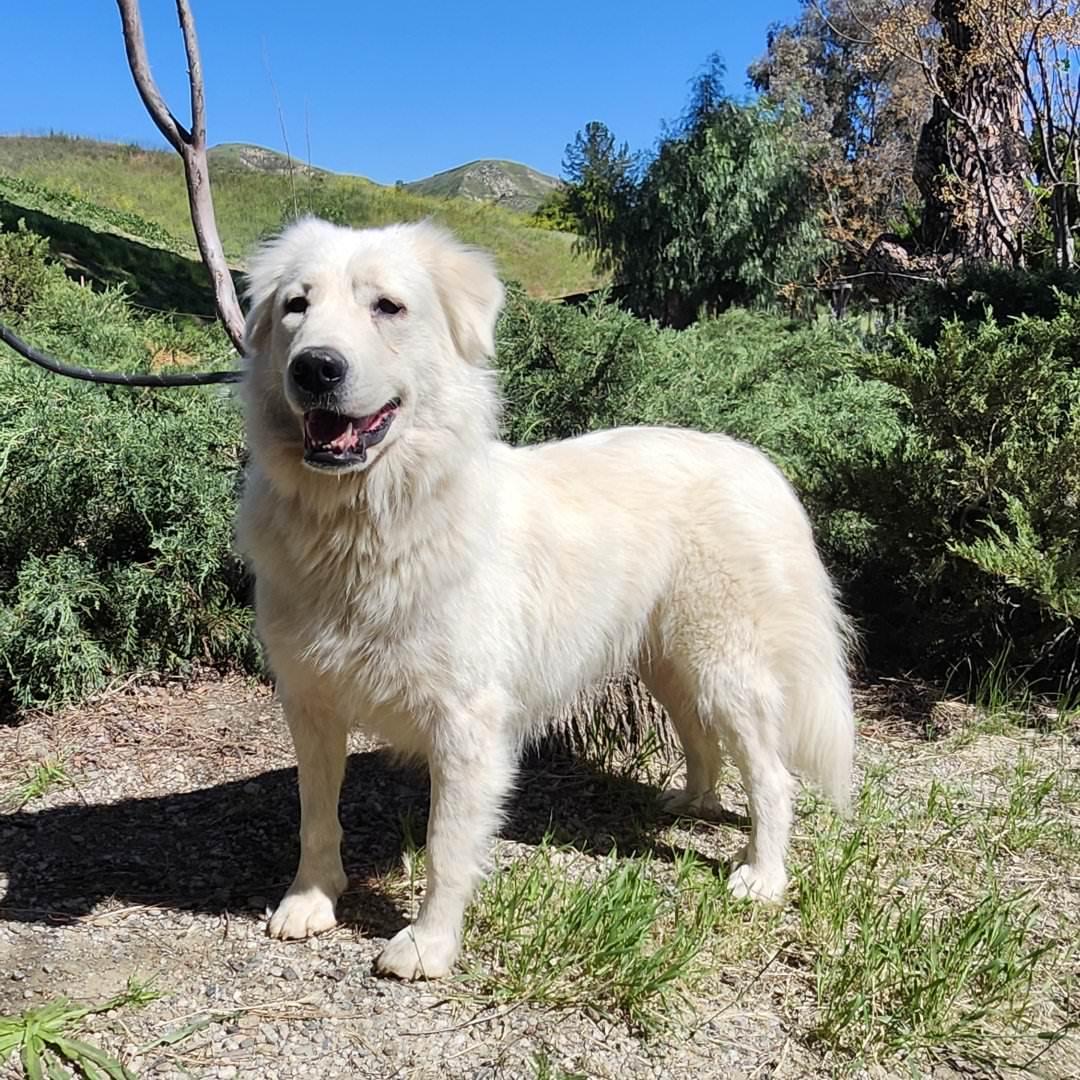 Magnolia, a ADOPTABLE Great Pyrenees in Burbank, CA image 5/5