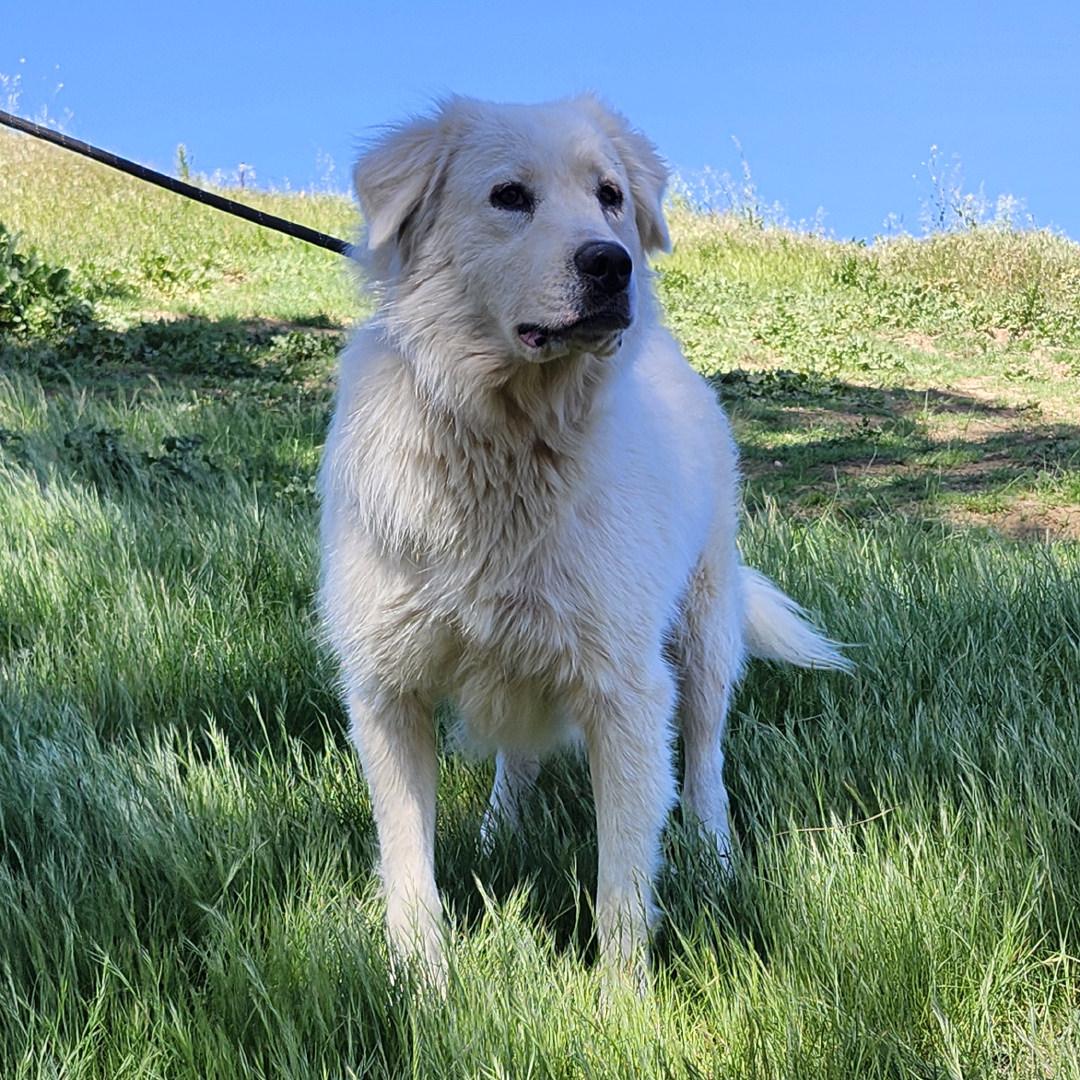 Magnolia, a ADOPTABLE Great Pyrenees in Burbank, CA image 4/5