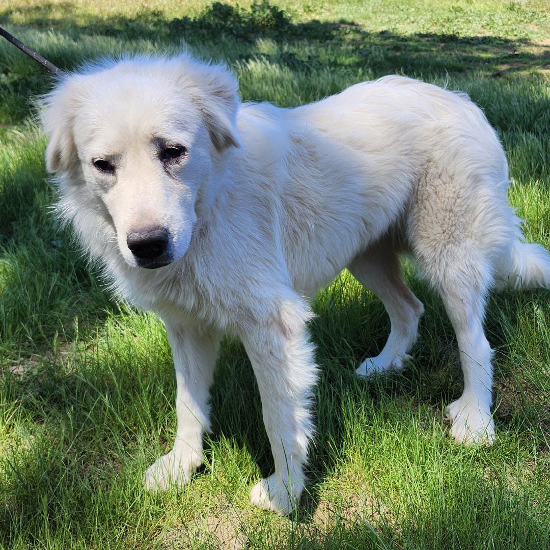Magnolia, a ADOPTABLE Great Pyrenees in Burbank, CA image 2/5