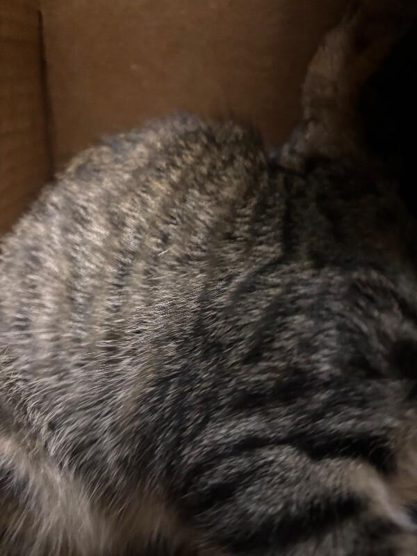 Worm, Adoptable, Young Female Domestic Short Hair.