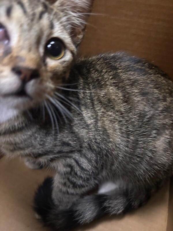 Enlarge Worm, a Adoptable Domestic Short Hair in Hobbs, NM image 2/4