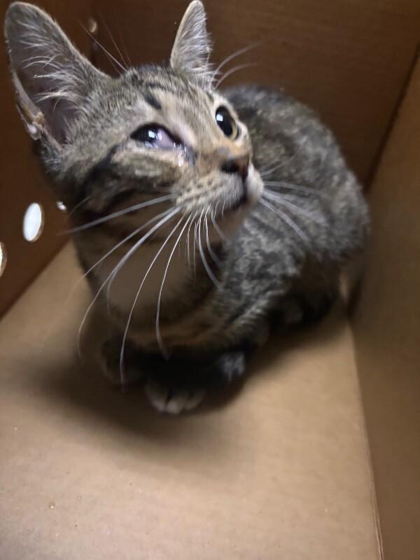 Enlarge Worm, a Adoptable Domestic Short Hair in Hobbs, NM image 3/4