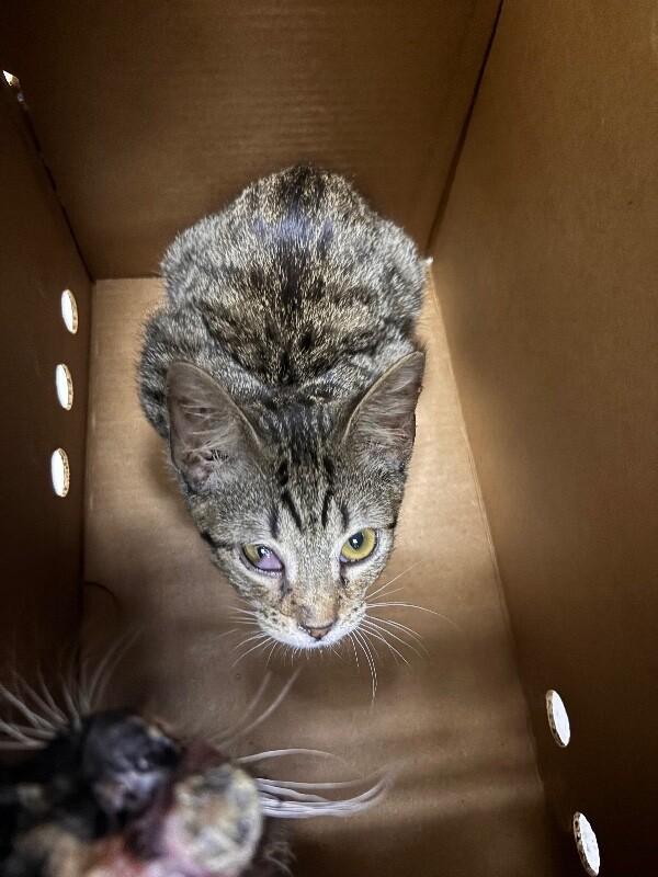 Enlarge Worm, a Adoptable Domestic Short Hair in Hobbs, NM image 4/4