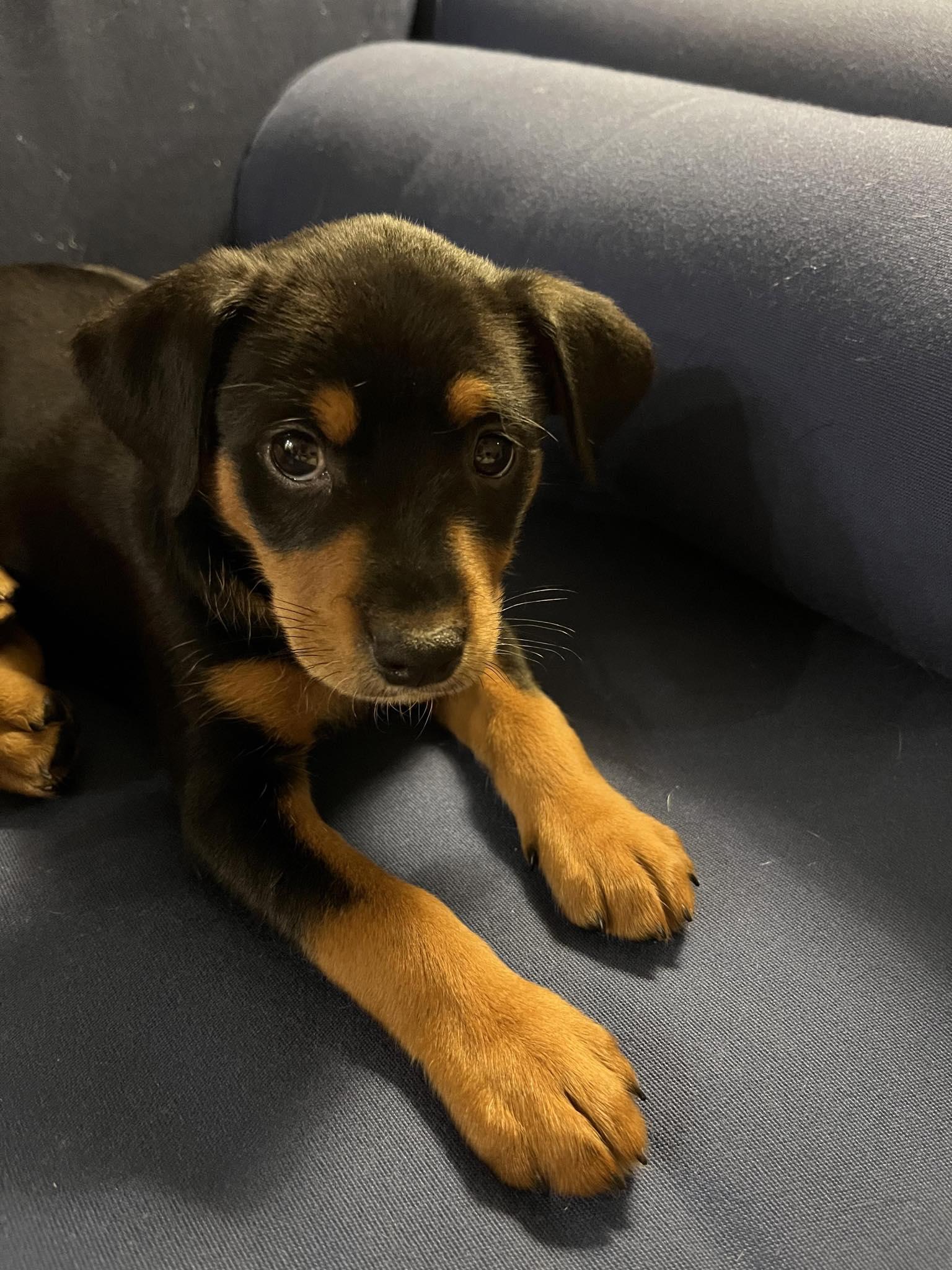 Jingle, a Adopted Chihuahua in Pompano Beach, FL image 1/3