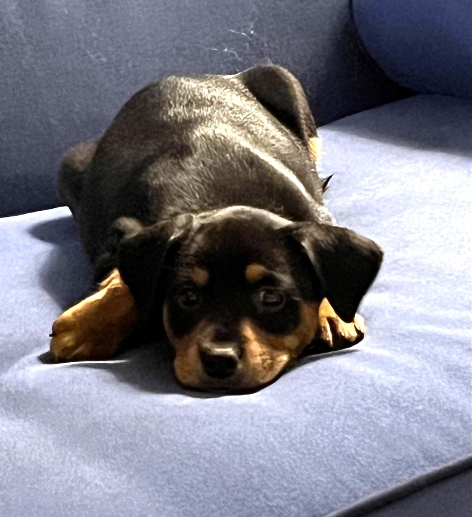 Jingle, Adopted, Puppy Male Chihuahua.