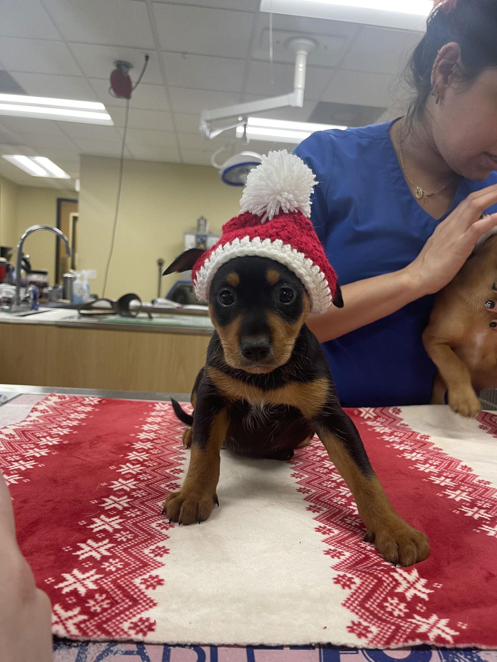 Jingle, a Adopted Chihuahua in Pompano Beach, FL image 2/3