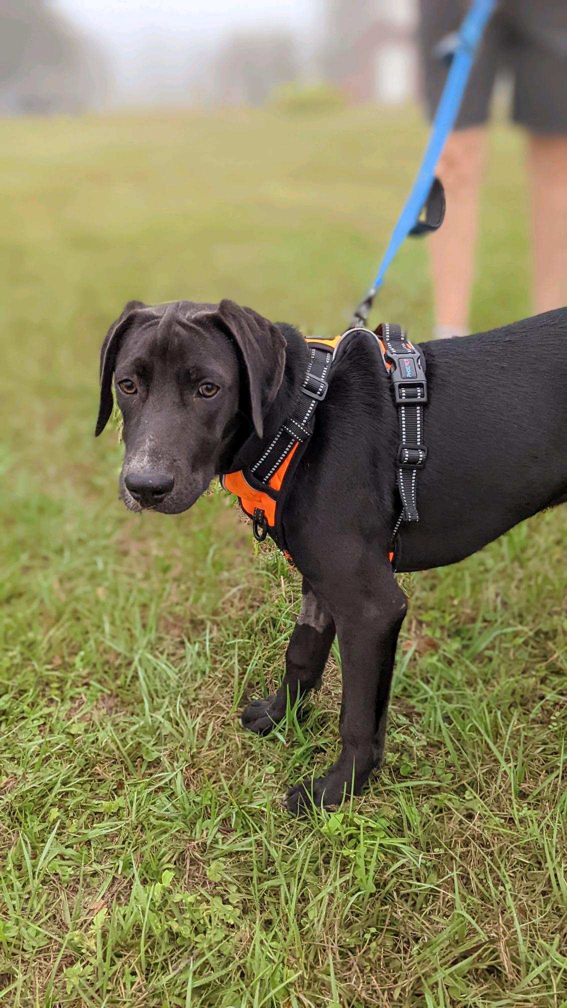 Enlarge Newton, a Adopted mixed breed in Orange Lake, FL image 1/1