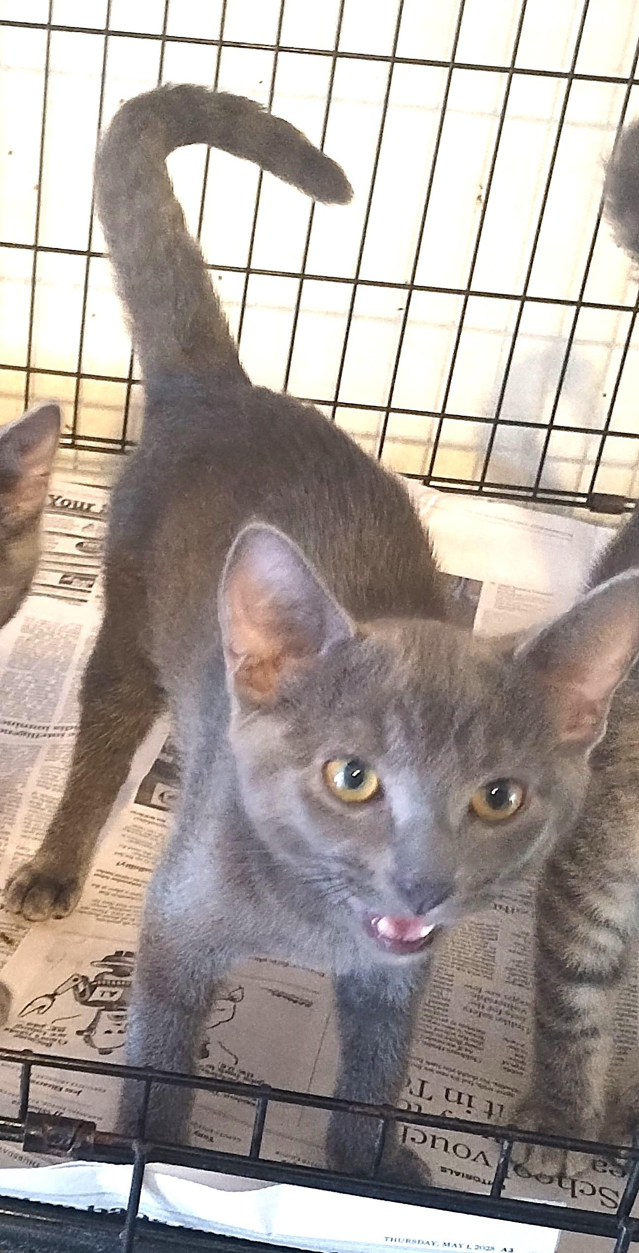 Enlarge Sassy-Sheik-Scout, a Adopted Domestic Short Hair in San Antonio, TX image 1/4