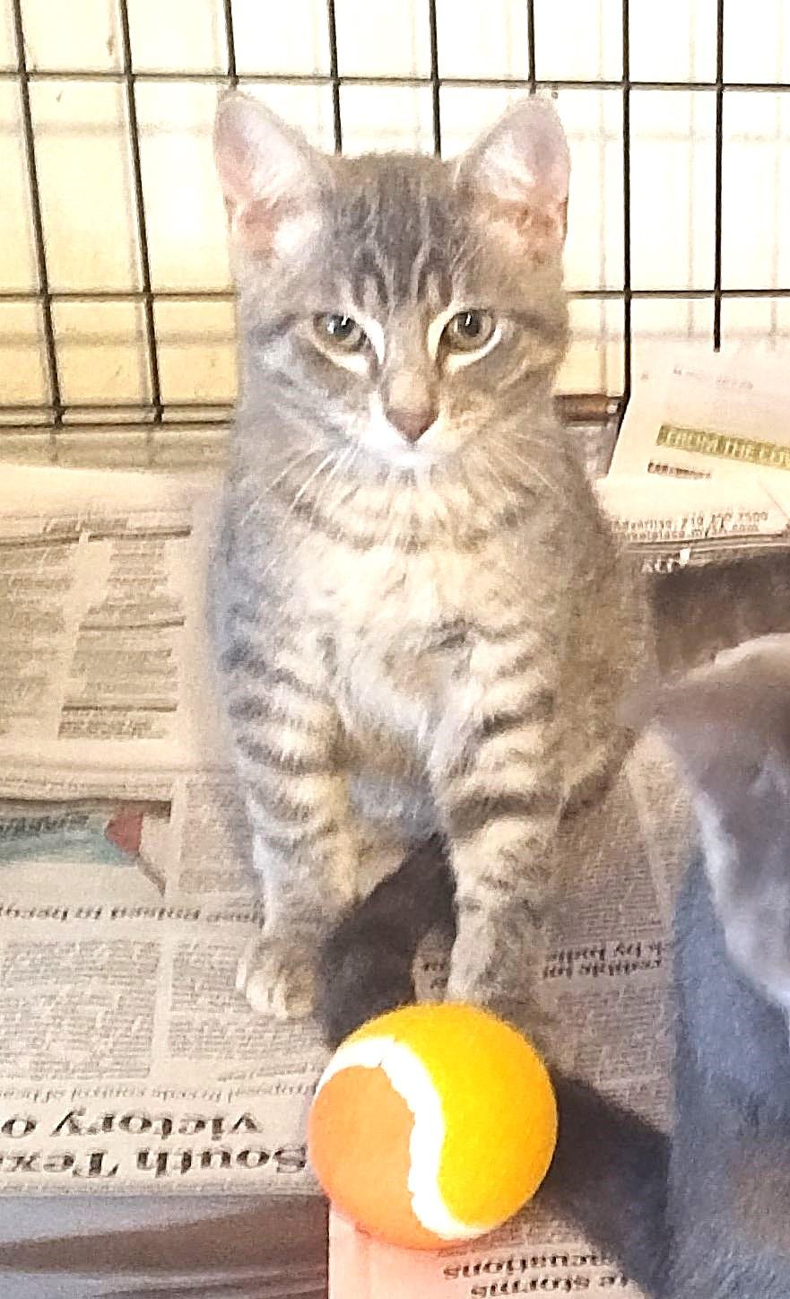 Sassy-Sheik-Scout, Adopted, Kitten Male Domestic Short Hair.