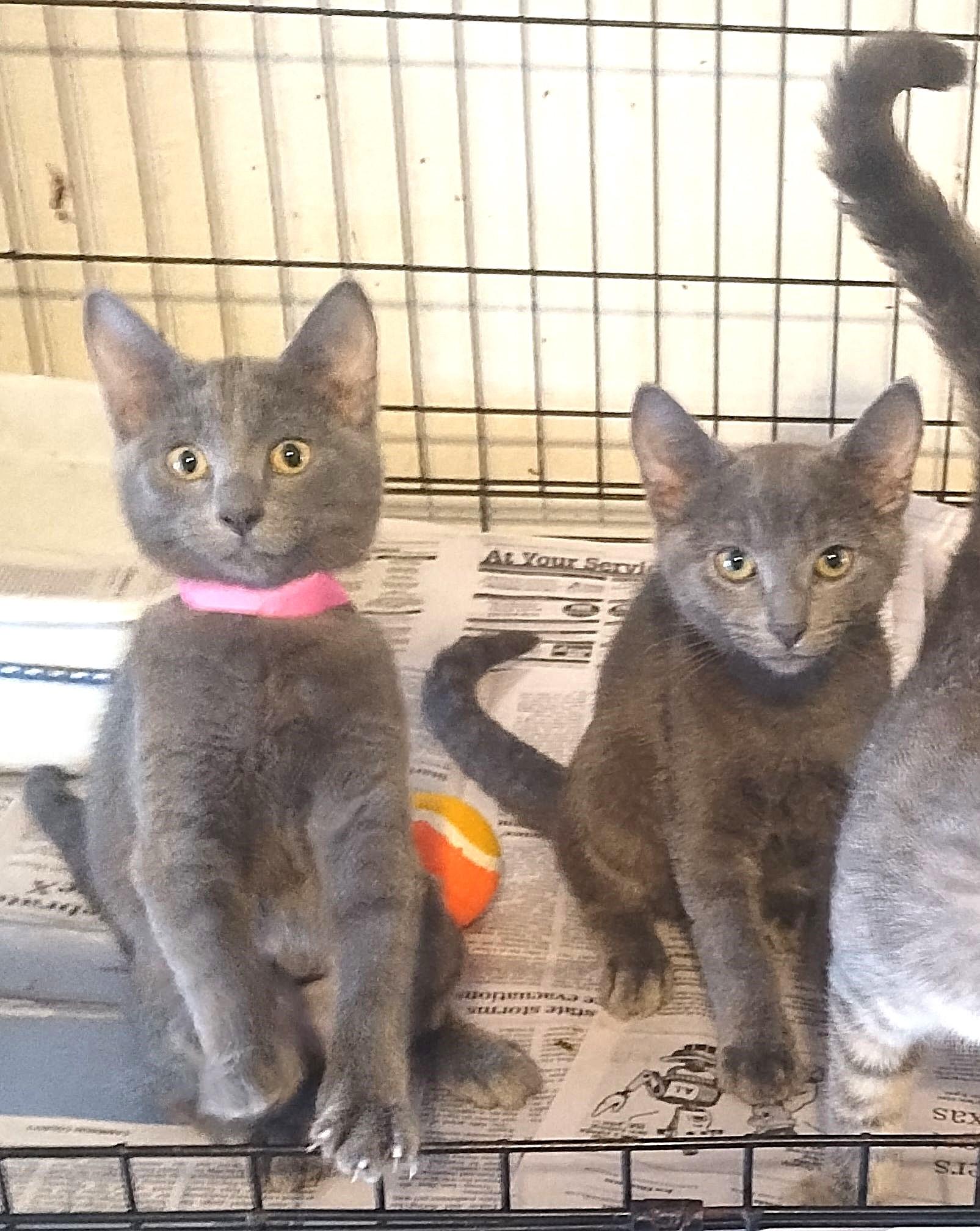 Enlarge Sassy-Sheik-Scout, a Adopted Domestic Short Hair in San Antonio, TX image 3/4