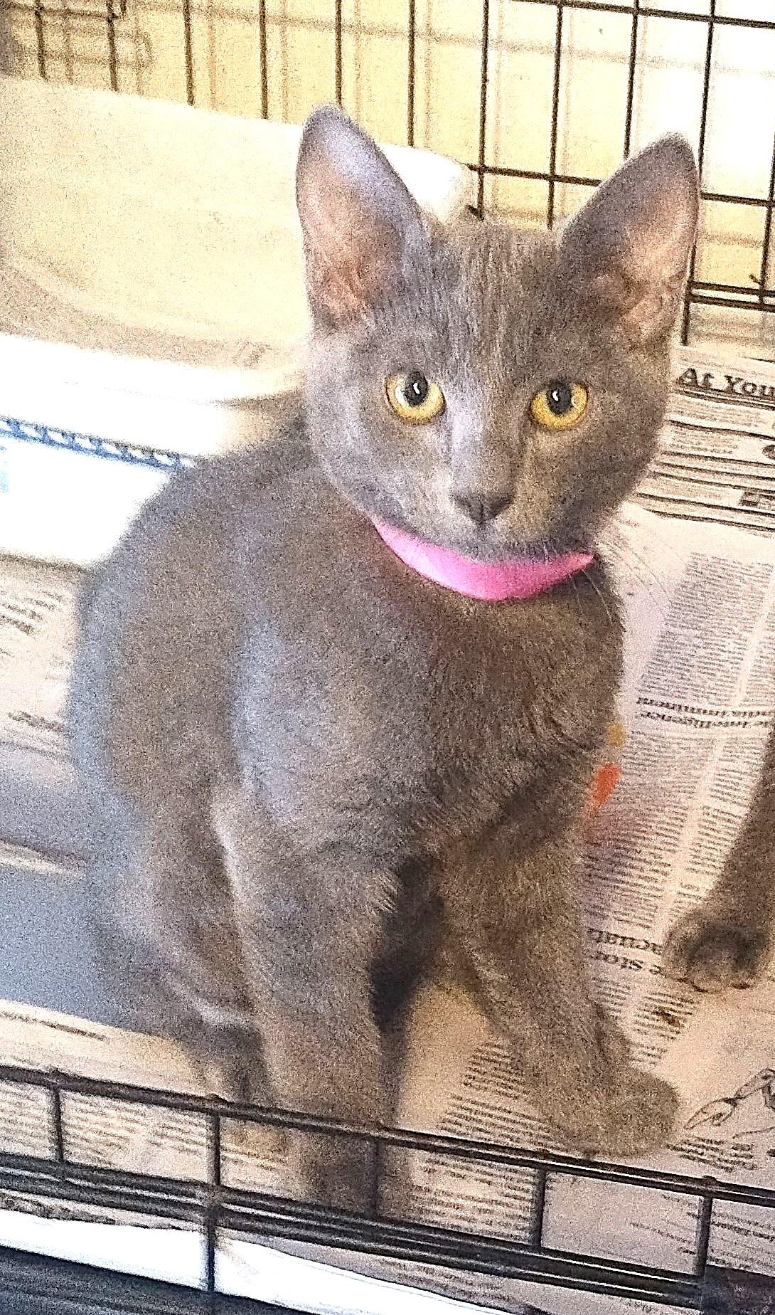 Enlarge Sassy-Sheik-Scout, a Adopted Domestic Short Hair in San Antonio, TX image 4/4