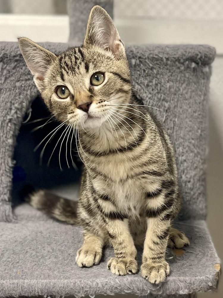 Raspberry, Adoptable, Kitten Female Domestic Short Hair & Tabby.