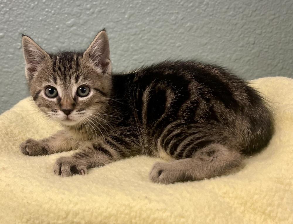 Enlarge Raspberry, a Adoptable mixed breed in Jamestown, CA image 1/2