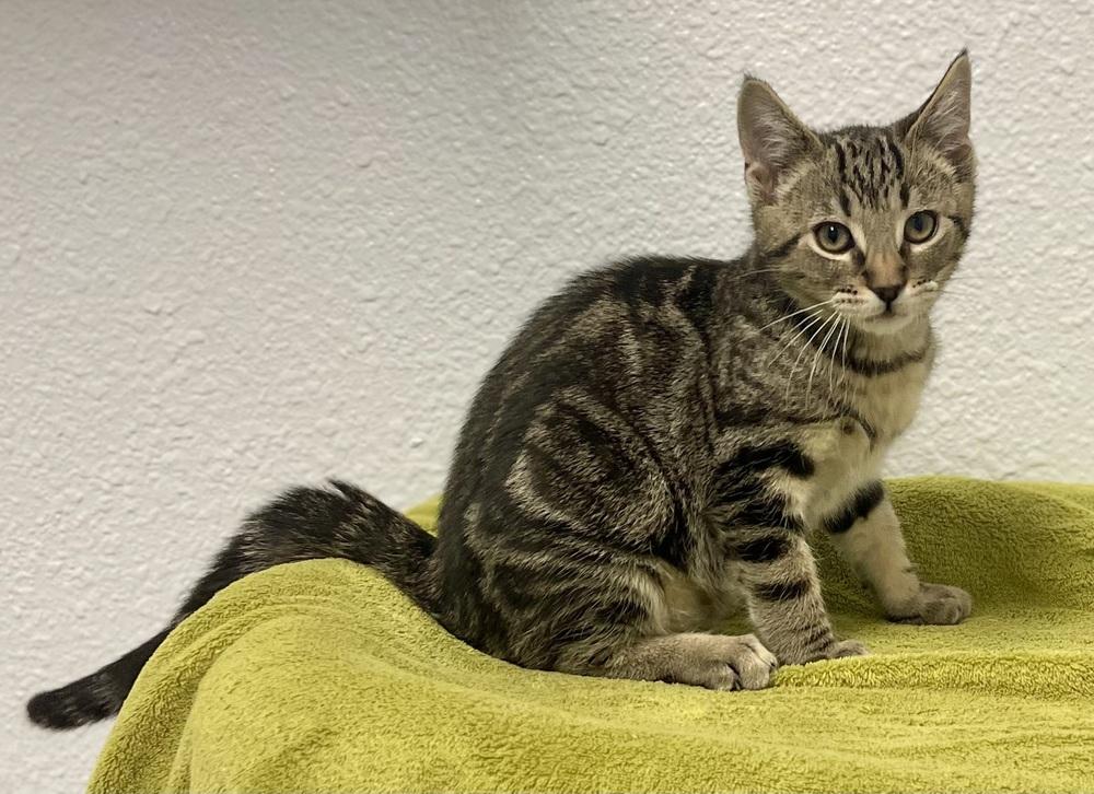 Enlarge Raspberry, a Adoptable mixed breed in Jamestown, CA image 3/3