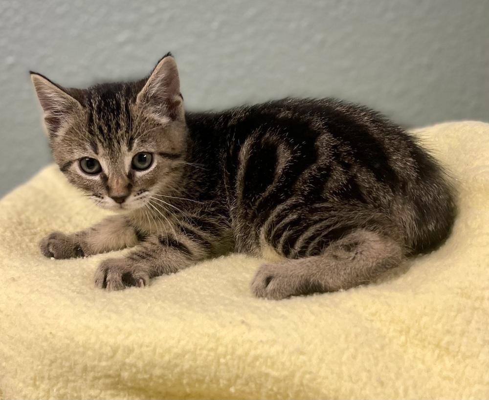 Enlarge Raspberry, a Adoptable mixed breed in Jamestown, CA image 2/2
