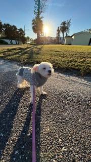 Enlarge Daisy/Redington Beach, an adopted Maltese in Redington Beach, FL image 5/6