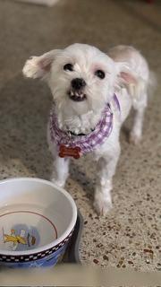 Enlarge Daisy/Redington Beach, an adopted Maltese in Redington Beach, FL image 6/6