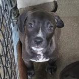 Enlarge Apollo, an adopted mixed breed in Portsmouth, OH image 1/1
