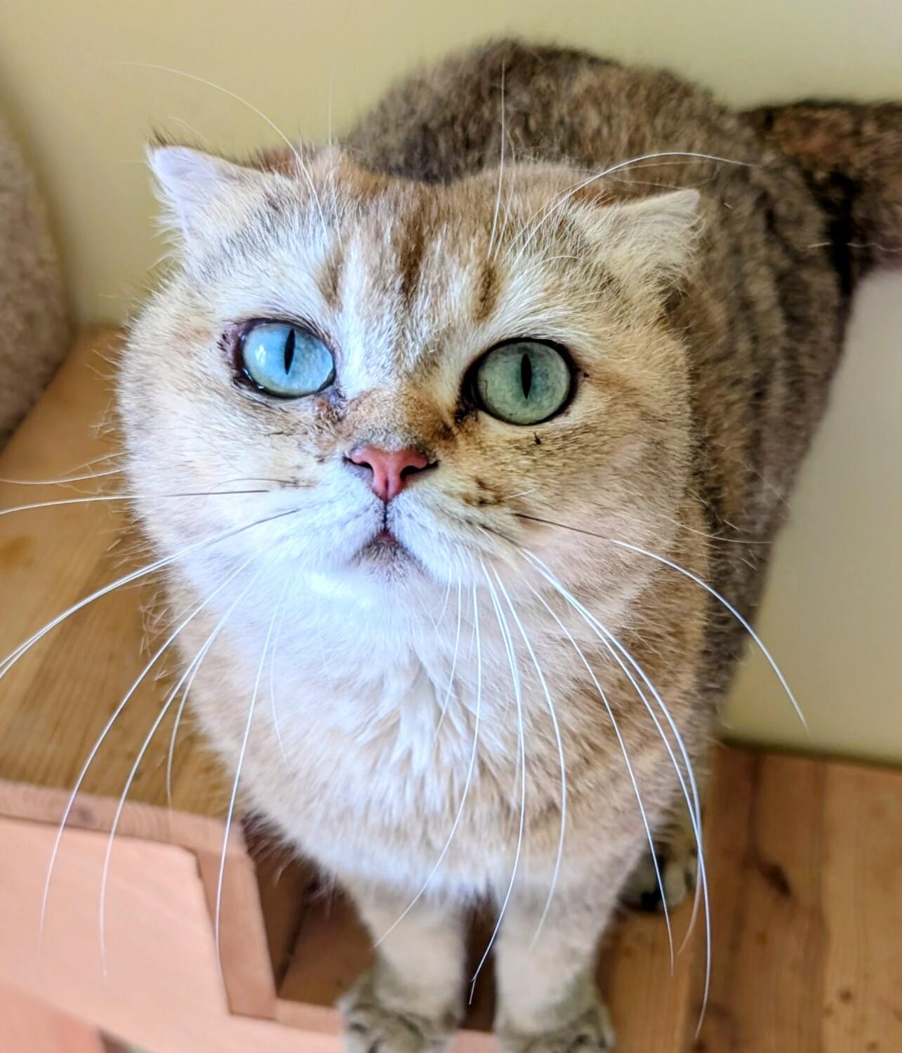Enlarge BETINA, an adopted Scottish Fold in Kenosha, WI image 1/3