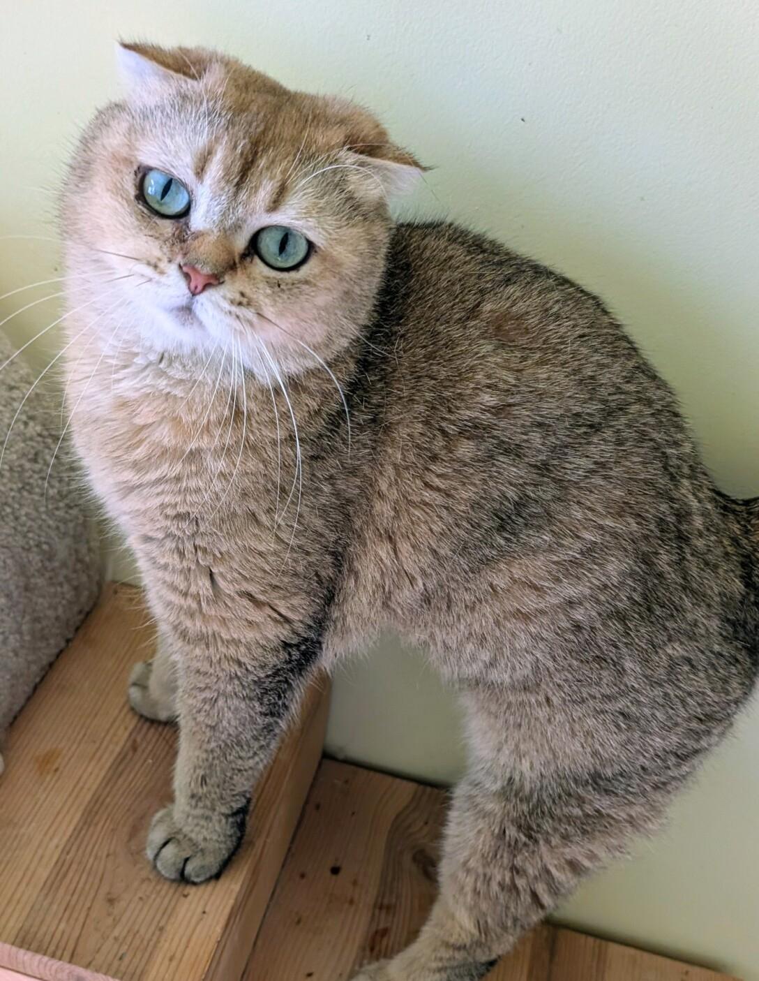 Enlarge BETINA, an adopted Scottish Fold in Kenosha, WI image 3/3