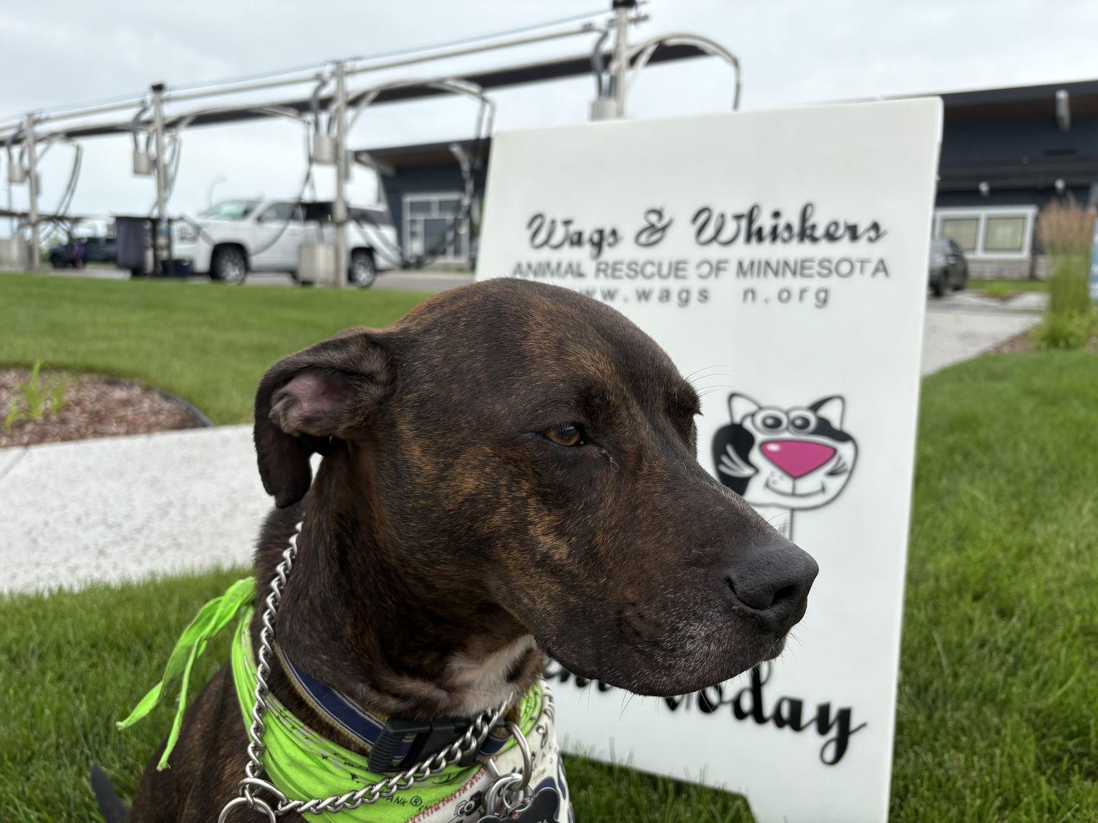 Enlarge Zeus D6027, a Adoptable Staffordshire Bull Terrier in minneapolis, MN image 1/3