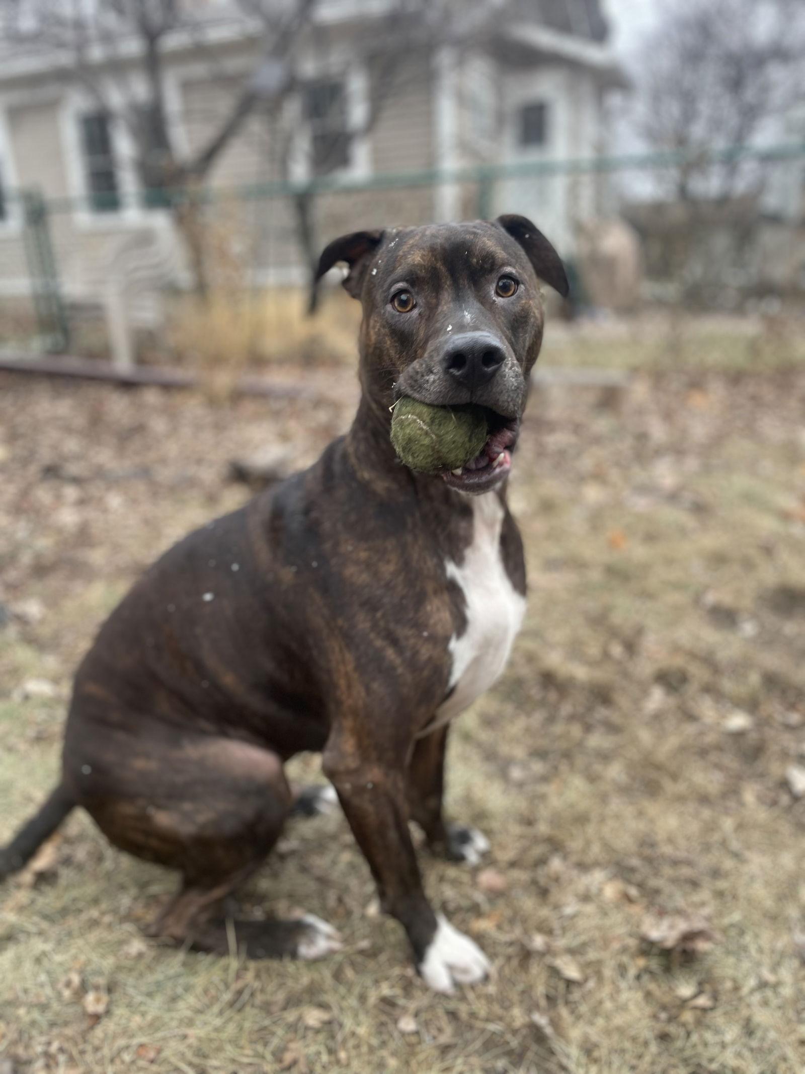 Enlarge Zeus D6027, a Adoptable Staffordshire Bull Terrier in minneapolis, MN image 2/3