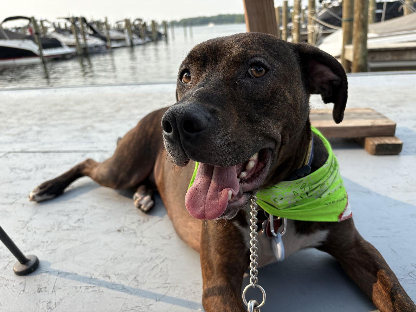 Enlarge Zeus D6027, a Adoptable Staffordshire Bull Terrier in minneapolis, MN image 3/3