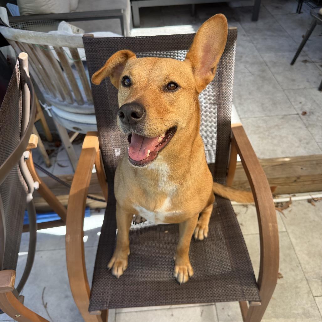 Roo, Adoptable, Adult Female Carolina Dog & Mixed Breed.
