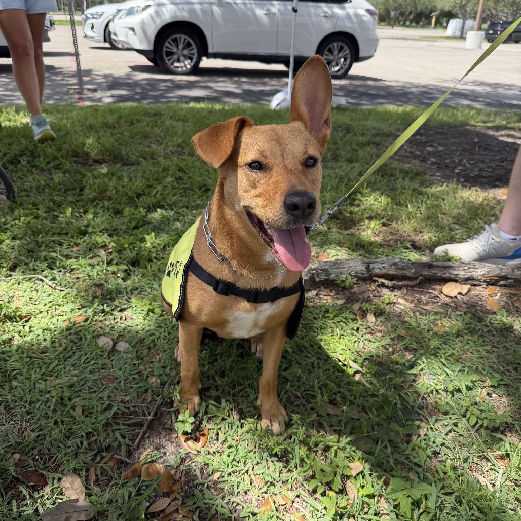 Enlarge Roo, a Adoptable mixed breed in Juno Beach, FL image 2/2