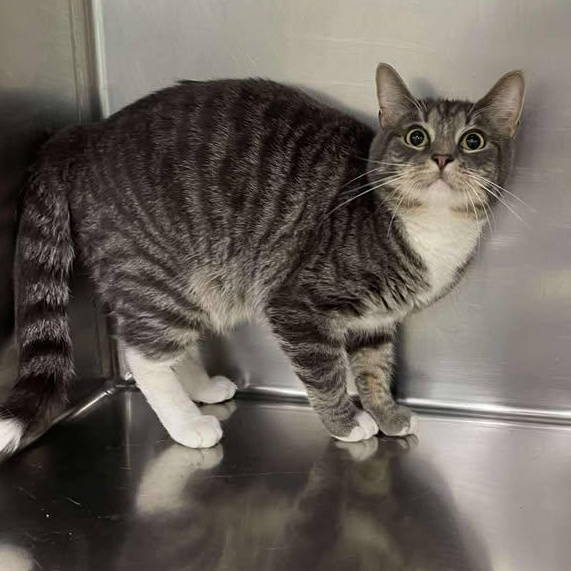 Enlarge Apollo, a ADOPTABLE Domestic Short Hair in Winthrop, ME image 1/1