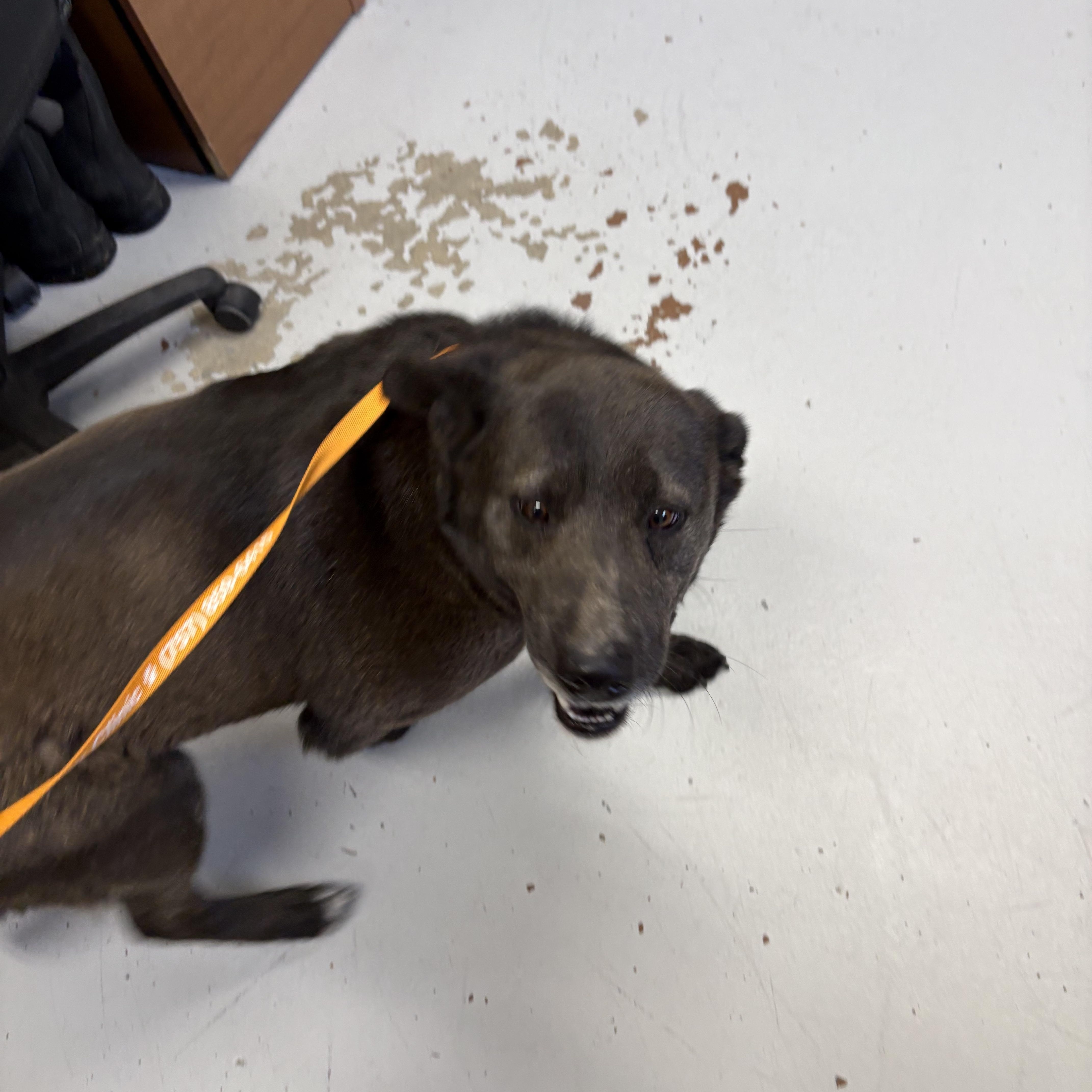 Eve, ADOPTABLE, Senior Female Black Labrador Retriever.