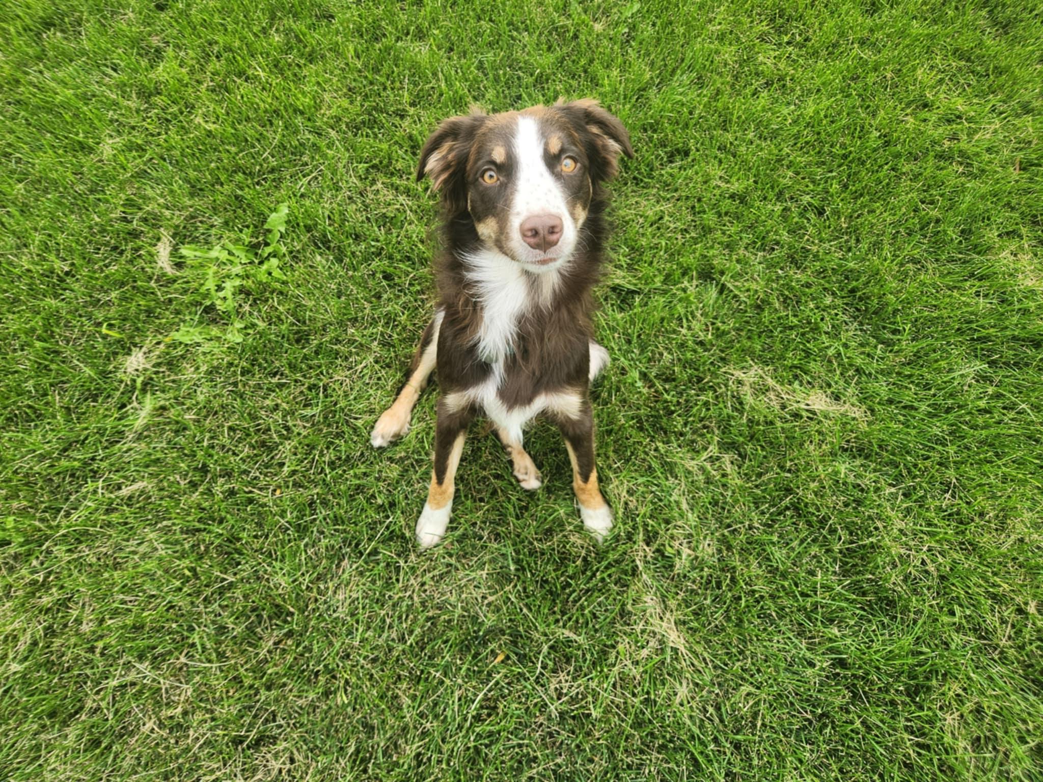 LYRA *okay with cats!*, a Adopted Australian Shepherd in Nampa, ID image 1/5