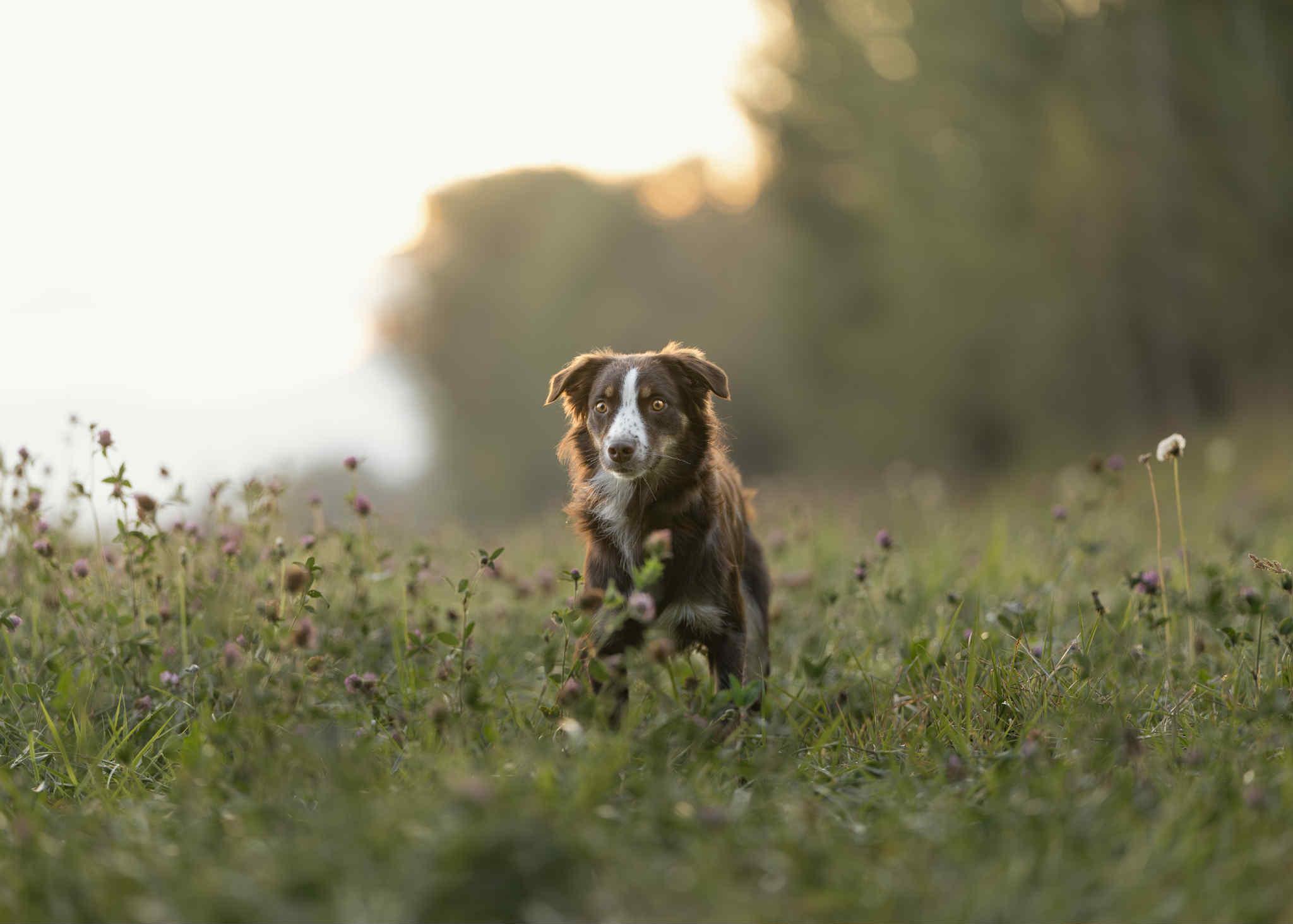 LYRA *okay with cats!*, a Adopted Australian Shepherd in Nampa, ID image 2/5