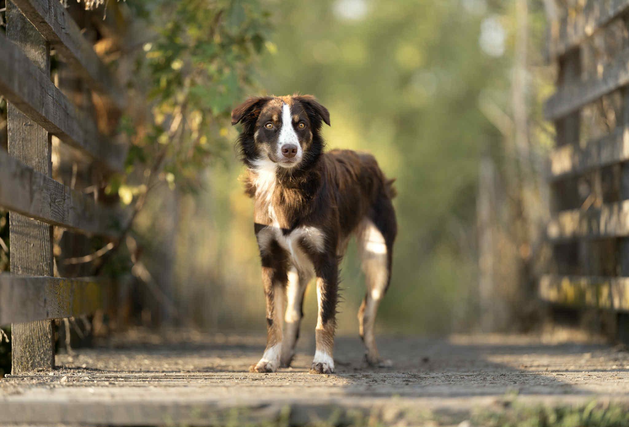 LYRA *okay with cats!*, a Adopted Australian Shepherd in Nampa, ID image 3/5