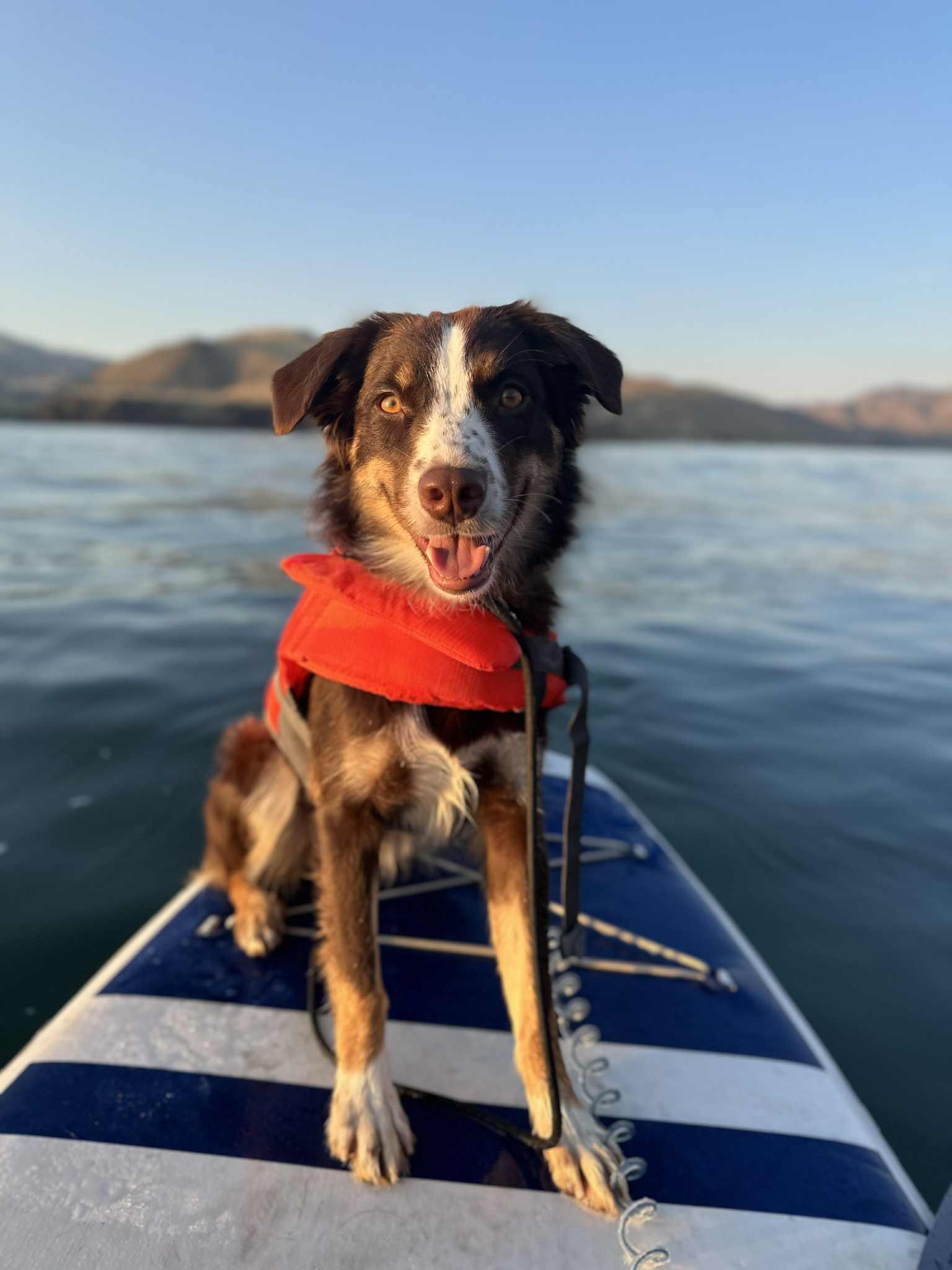 LYRA *okay with cats!*, a Adopted Australian Shepherd in Nampa, ID image 4/5