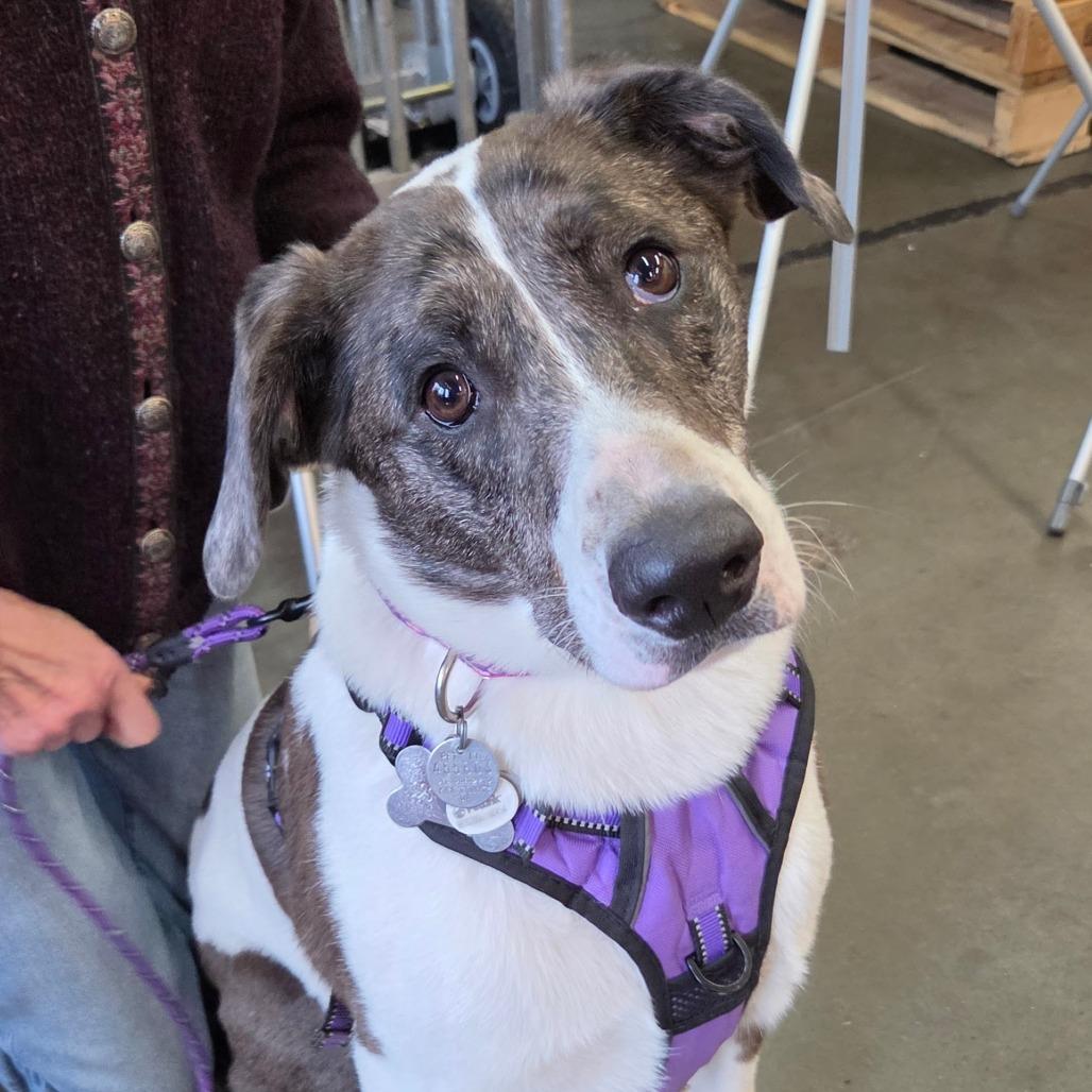 Poppy, Adoptable, Adult Female Catahoula Leopard Dog.