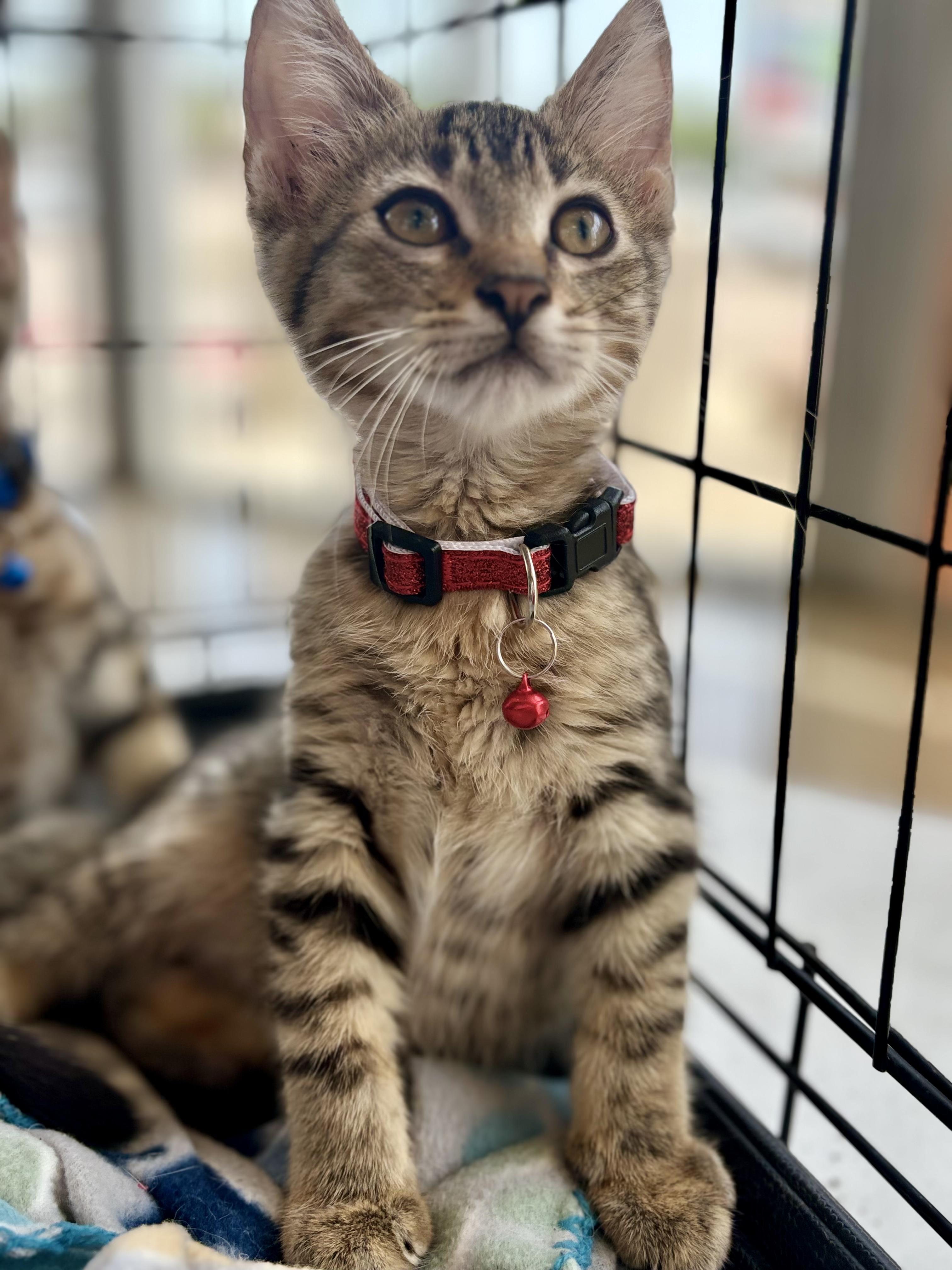 Cat for adoption Collin, a Domestic Short Hair & Tabby Mix in