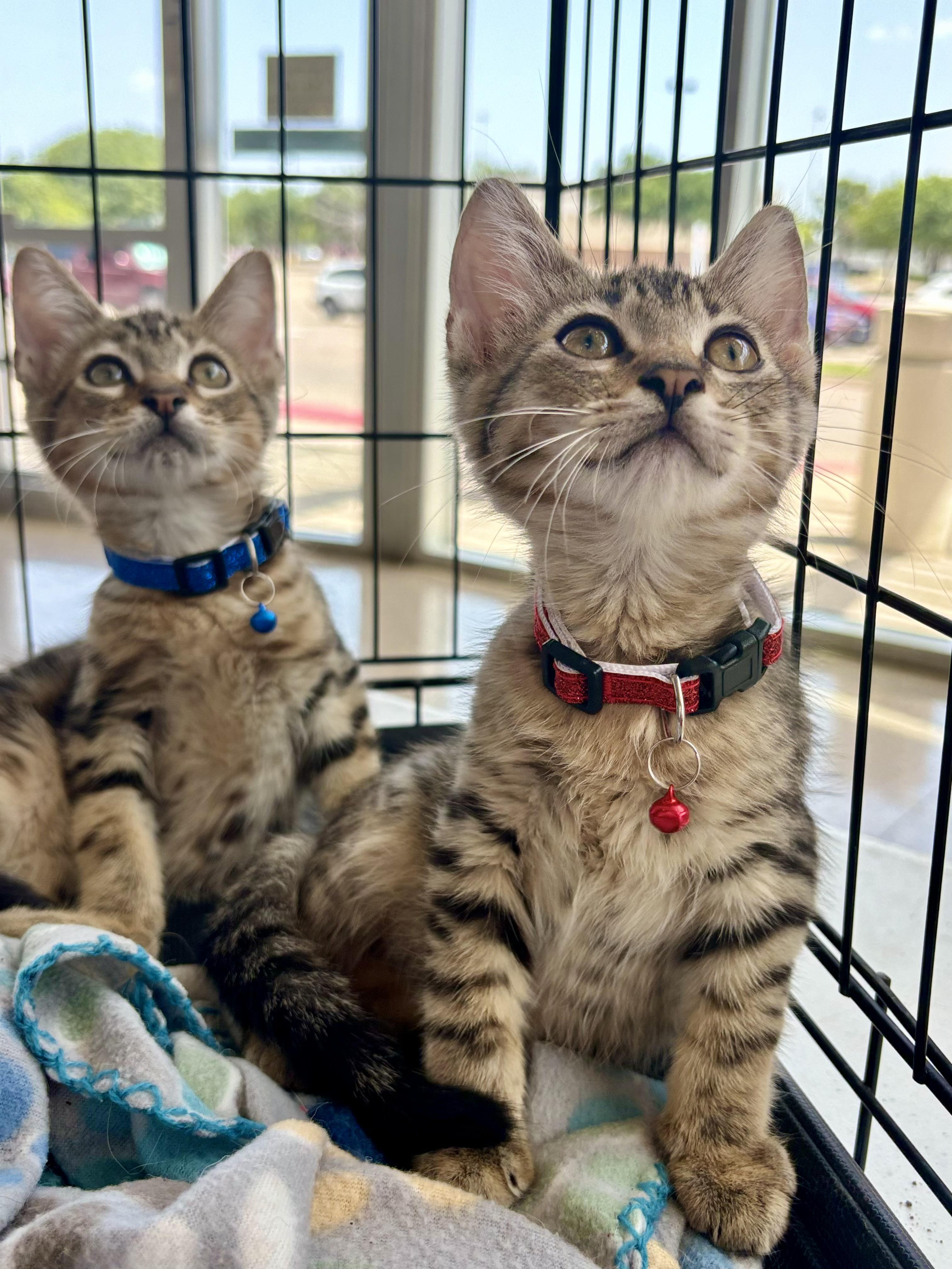 Cat for adoption Collin, a Domestic Short Hair & Tabby Mix in