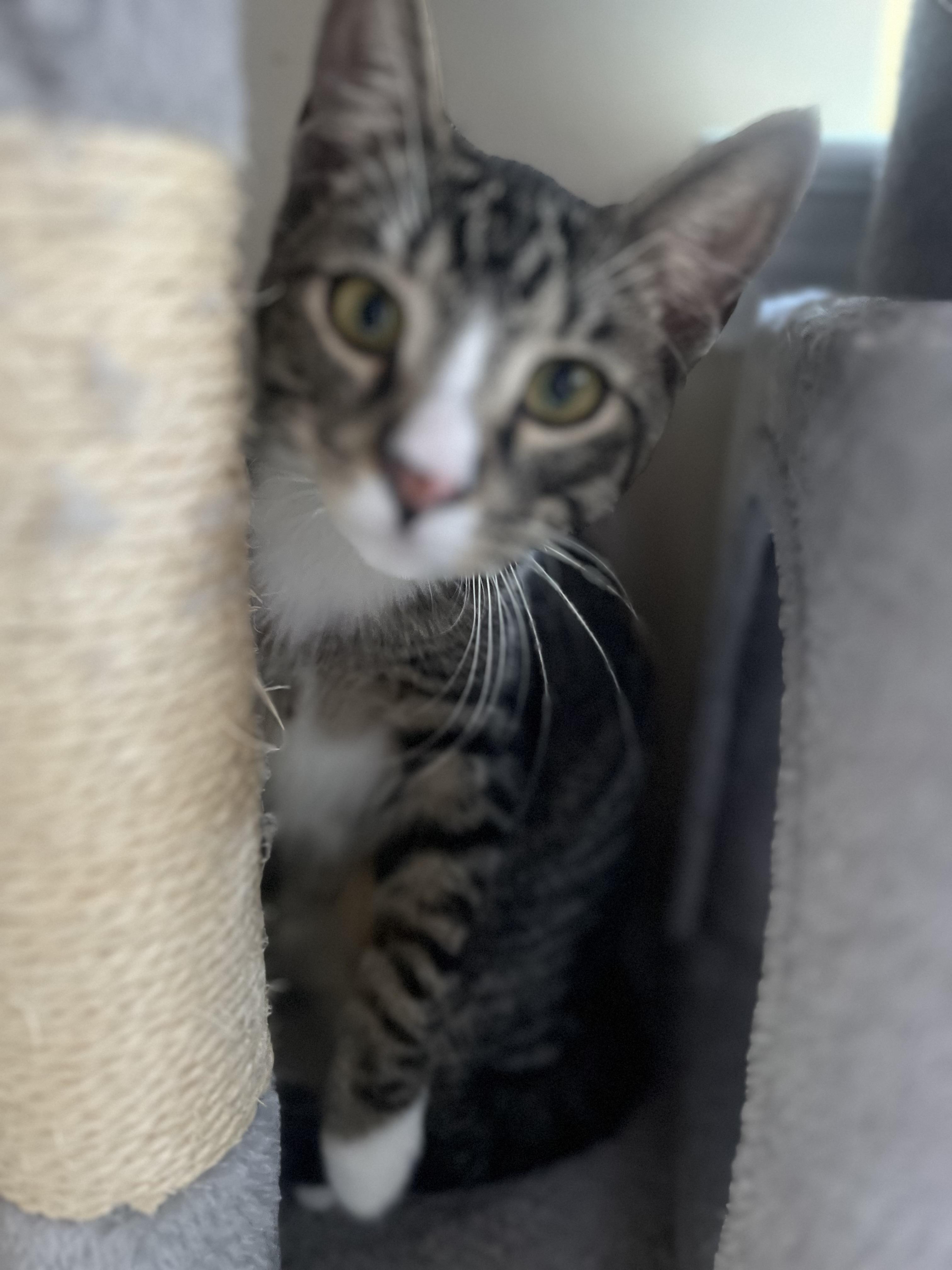 Enlarge Wali, a Adoptable Domestic Short Hair in Woodstock, GA image 1/3