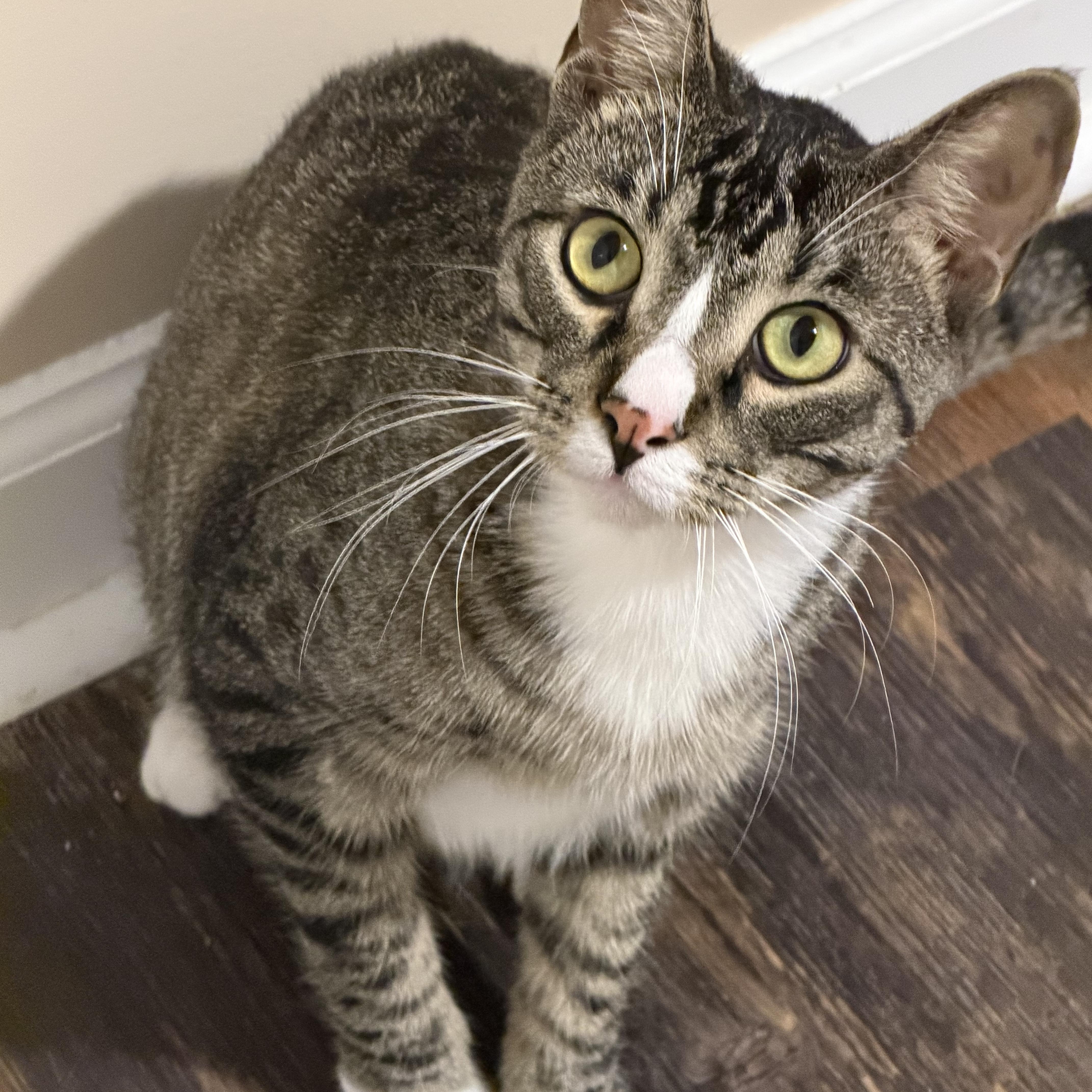 Enlarge Wali, a Adoptable Domestic Short Hair in Woodstock, GA image 1/1
