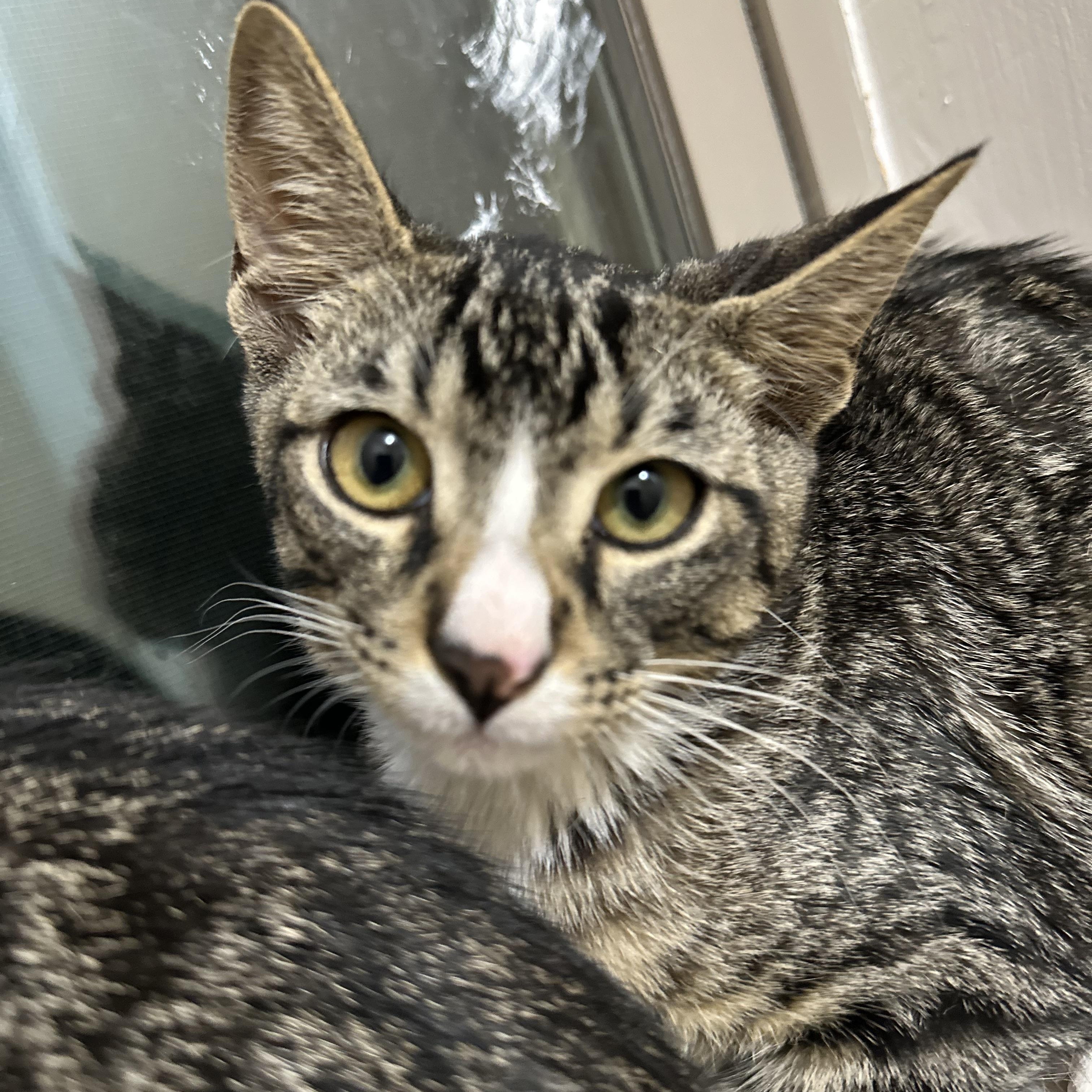 Enlarge Wali, a Adoptable Domestic Short Hair in Woodstock, GA image 2/3