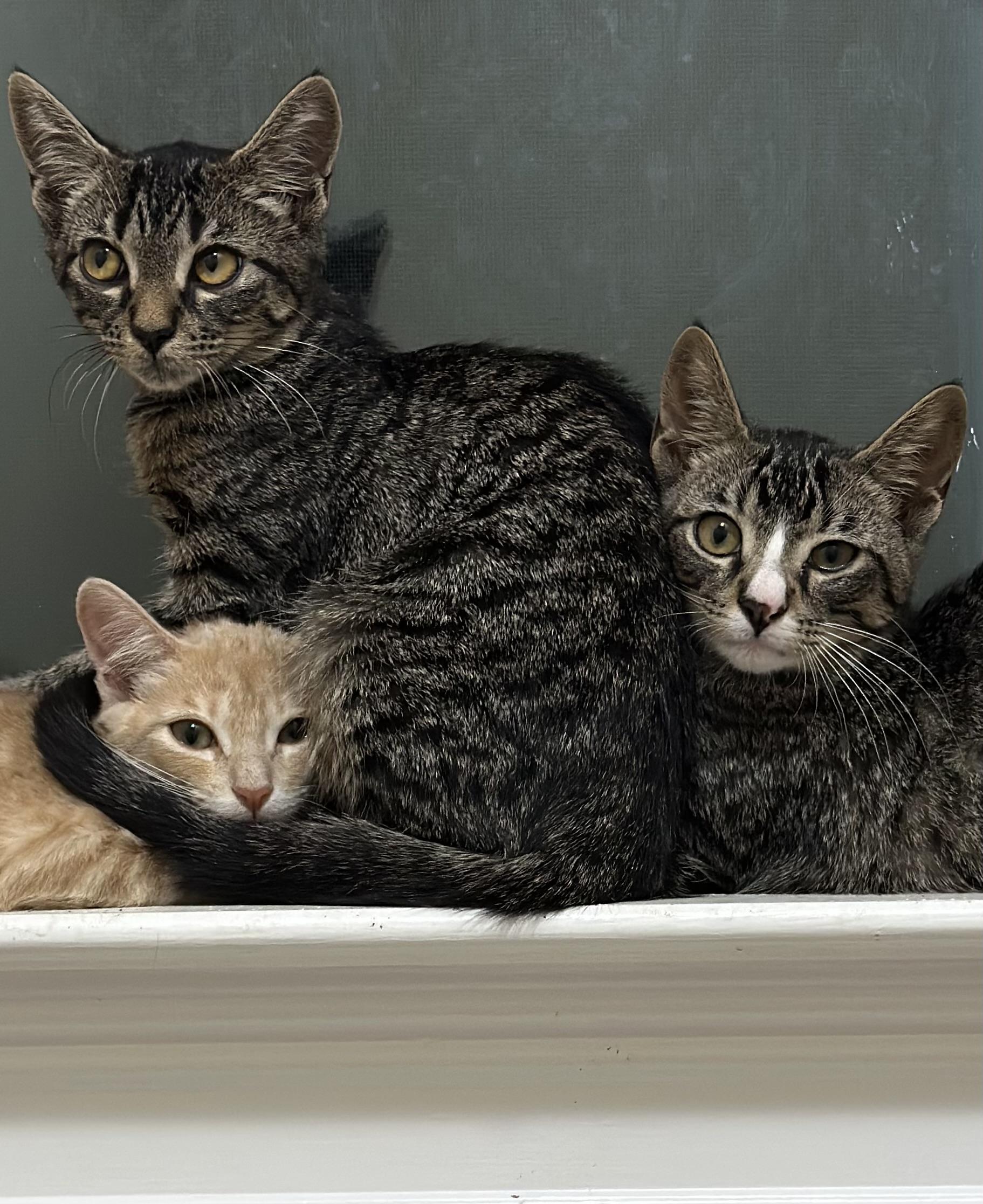 Enlarge Wali, a Adoptable Domestic Short Hair in Woodstock, GA image 3/3