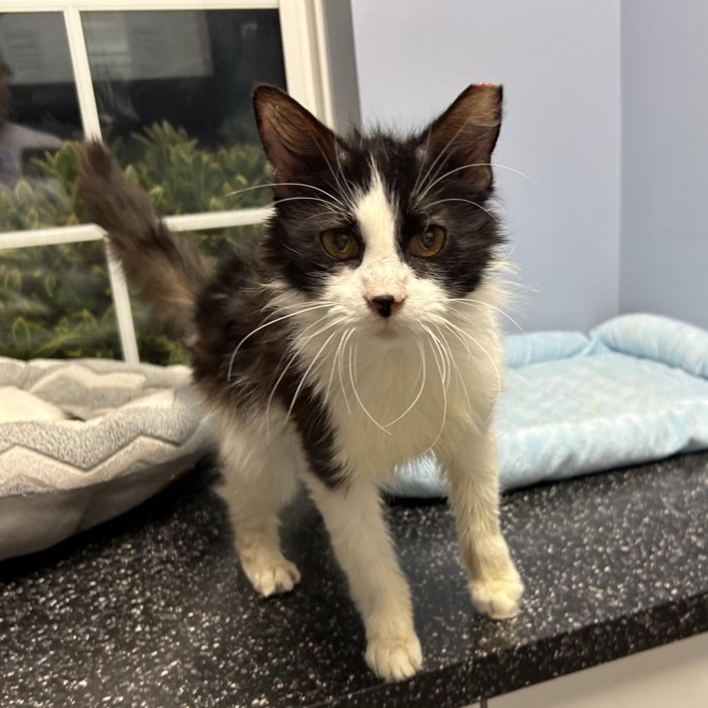 Sally, Adoptable, Adult Female Domestic Long Hair.