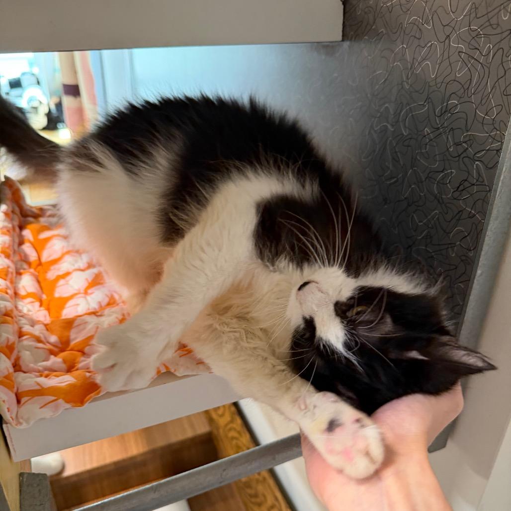 Enlarge Sally, a Adoptable Domestic Long Hair in Oyster Bay, NY image 2/4