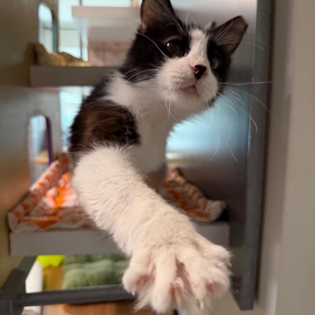 Enlarge Sally, a Adoptable Domestic Long Hair in Oyster Bay, NY image 3/4