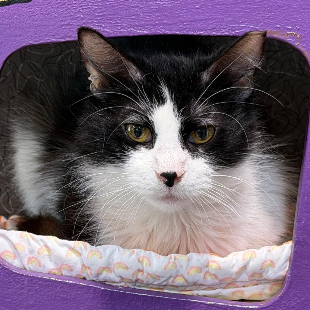 Enlarge Sally, a Adoptable Domestic Long Hair in Oyster Bay, NY image 4/4