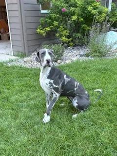 Kayla, a Adoptable Great Dane in Polson, MT image 1/3