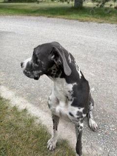 Kayla, a Adoptable Great Dane in Polson, MT image 2/3