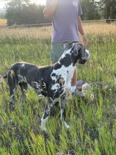 Kayla, a Adoptable Great Dane in Polson, MT image 3/3